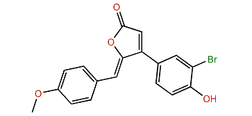 Rubrolide Q